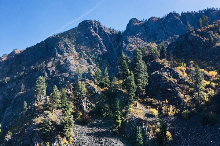 a tree with a mountain in the background