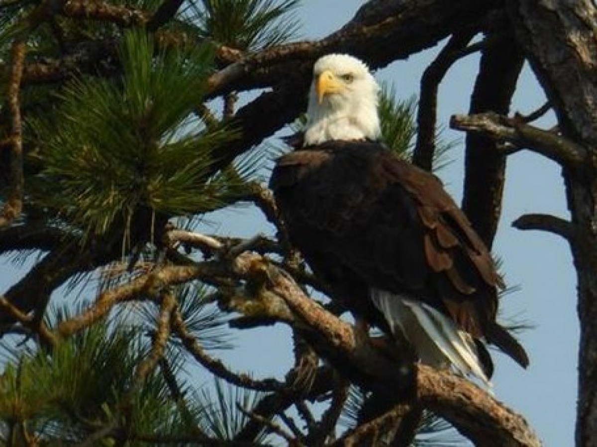 About the Boat | Lake Pend Oreille Cruises